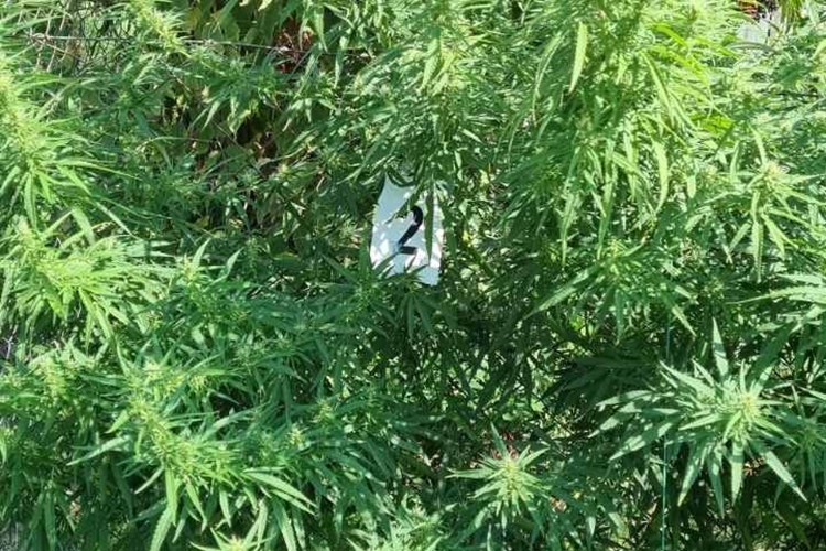 Slika /2021/Marihuana II PP/4.jpeg